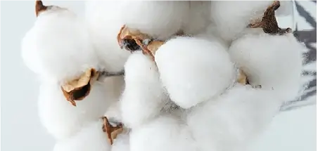 Organic Cotton